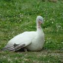 Connie Wright - @sew4beans - Twitter