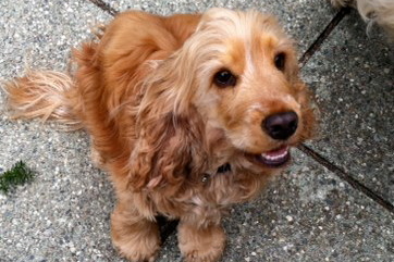 anotherspaniel Profile Picture