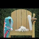 carol cedrone - @carolanncedr - Twitter