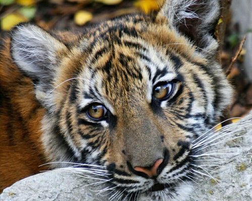 muirhouseguy's profile picture. 