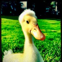 Junebug (@junebug_9) 's Twitter Profile