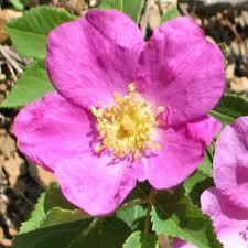 A rose by any other name is still smells like ***