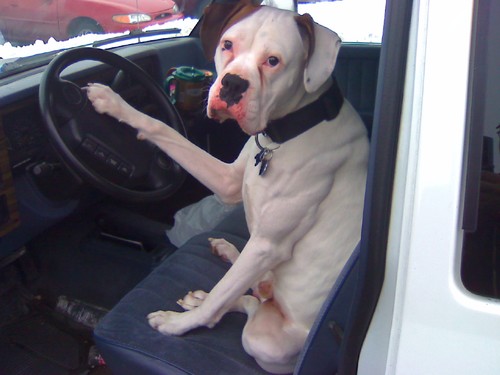 outdoorsman, and gamer. Xbox Live-Big ole Dog; PSN ID is Big_ole_Dog; STEAM ID is Big_ole_Dog. http://t.co/sQv5FSM58e.  Got ?s ask
