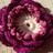 1111Peonia's profile image
