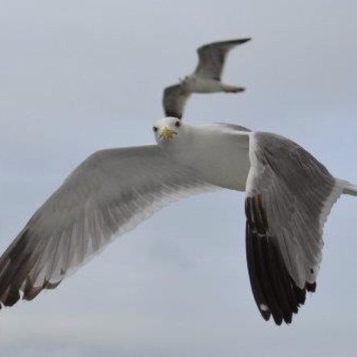 strawhatland's profile picture. 