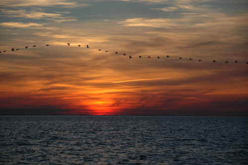 migratorybirds3's profile picture. مهاجرة لأي موقع يحوي الأمل..الحب..السلام حيث السعادة الحقيقية ولا مكان للحزن