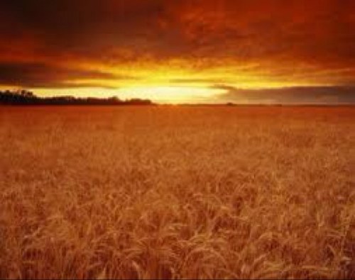 Farmer, Regional NSW