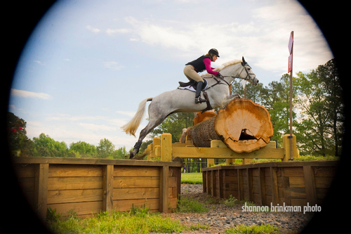 Olympian, event rider, quality, imported dutch warmbloods for sale