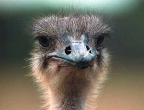 i love Ostriches