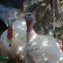 melida sanchez gomez∞ TΛNSSI - @wuylh71161545 - Twitter