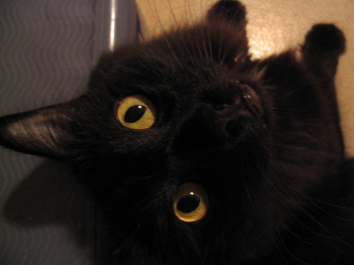 easygoinggalnsf's profile picture. 