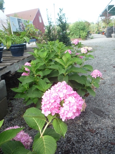 Ciminelli's Ecoasis Garden Center provides sustainable, Chesapeake Bay-friendly annuals, perrenials, & hanging plants, rain barrels, bulk stone, mulch and soil.