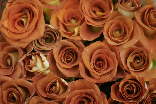 Floweroftheweek's profile picture. We are a family owned and operated flower shop trying to give Albuquerque a great deal. You can find us at 2107 Central NW Next to Walgreen's in Old Town.