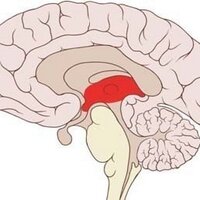 TheLimbic (@thelimbic) 's Twitter Profile