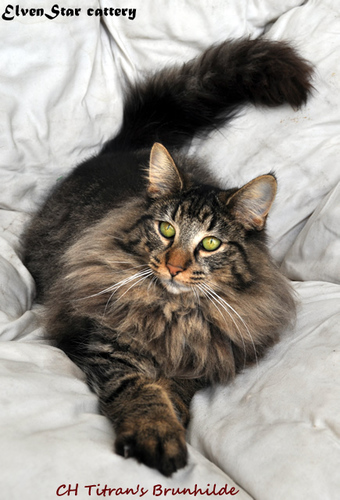 The first Norwegian Forest cat cattery in Greece!
