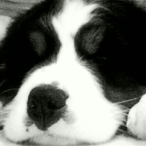 Daily_Barker's profile picture. I make organic homemade dog food & treats! You can find recipes, coupons, reviews & much more on my blog! Check it out!!