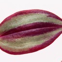 Li Jiang - @LiJiang_peace - Twitter