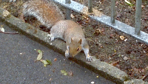 antonymccaw1's profile picture. 