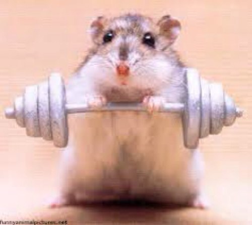 promobaas's profile picture. RT is promo , volg is promo en FB , promo is super promo ps. via privebericht kan je ook vragen om promo