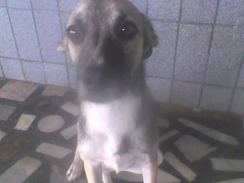 voce realmente veio ver isso?