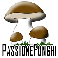 Se come me condividi la passione per i #funghi... follow me! Presto su http://t.co/dXEl60Bcr1 - #Nascite in tempo reale - #Fungaie - #Video - #Ricette