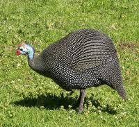 Contrary to popular belief, I am not an oversized pigeon.