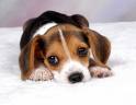 Meet my dog Jerry, he is  part beagle and part mess. But he is the cutest little dog I have ever seen.