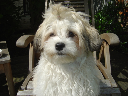 SweetStuff05's profile picture. Malteser / Shi Tzu - 2Beiner sagen das ich sehr verwöhnt bin, und immer weis wie ich dass bekomme was ich möchte. Ich habe einfach ein schönes Hundeleben!