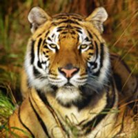 Ridley College (@ridleytigers) 's Twitter Profile