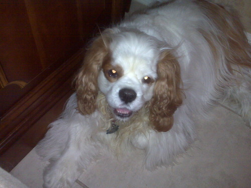 BillJurek's profile picture. HomeTeam Inspection Service