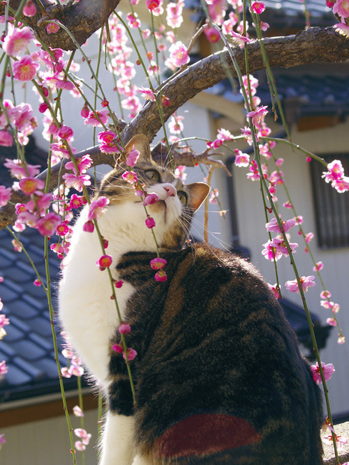 kaze kiba
