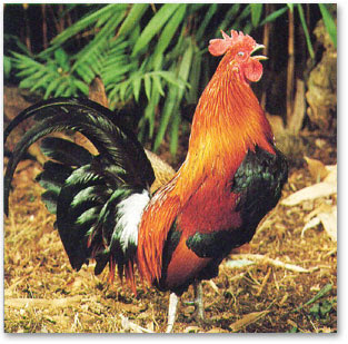 Côcorico'