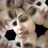 kavzchat's profile image