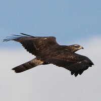 今井健二@タカの渡り (@honeyscops) 's Twitter Profile