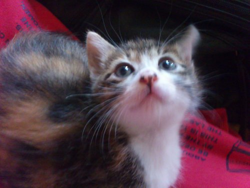 __guppy's profile picture. ぐっぴィでっす！。声優さんとアニソンが大好きなただの残念でマイペースなおたくです。イベント大好きだけど只今自粛中...。はっちゃけたいなぁ...。twitter使い慣れません。でも便利だから使う！！よろしくですー！