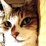 MaybeChubbyさんのプロフィール画像