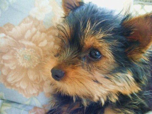 I love anmie.I have two yorkies.And I run track.