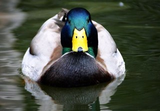 ASBODuck's profile picture. im just a fucking mental duck