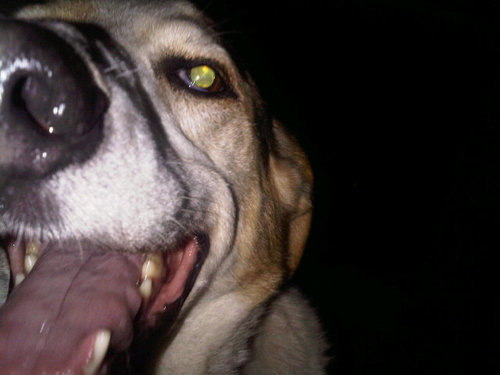 PplOverProphets's profile picture. 