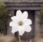 LiveTweetLOTR's profile picture. Live tweeting lines & random thoughts from the LOTR. And eventually, The Hobbit.