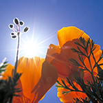 OrganicLight's profile picture. Award winning landscape photographer finding meanings in nature that point to the Divine.