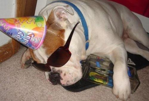 I'm Alfred, I'm a dog, I party, and sometimes I black out. My moms a bitch, and so are my sisters