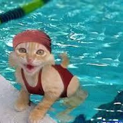 Chat Rigolo Noha Sempere Twitter Chat Rigolo Noha Sempere Twitter