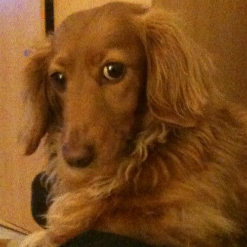 loisbobcat's profile picture. 