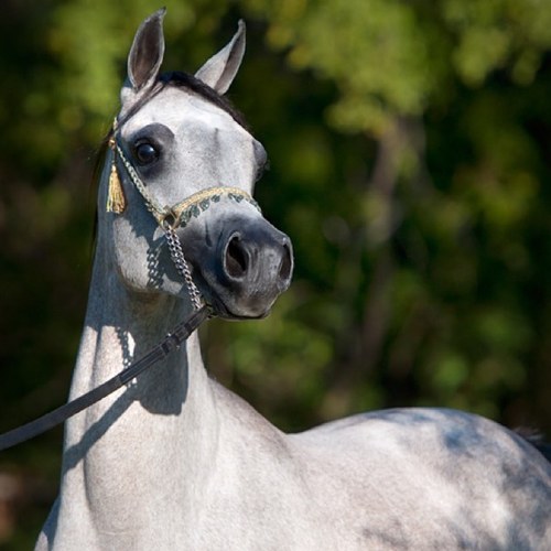 alkhaldism's profile picture. 