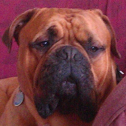 CuttersChoiceHB's profile picture. Gas Engineer. All-grain homebrewer. Exeter Chiefs fan.