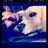 janemancino's profile image