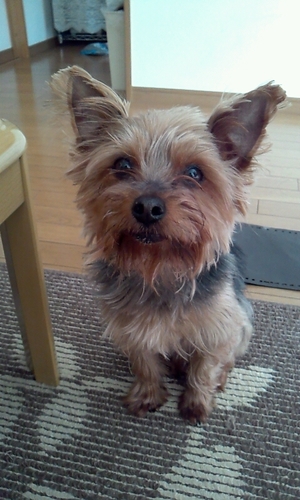 the_toshib's profile picture. I am 16-year-old high school student.