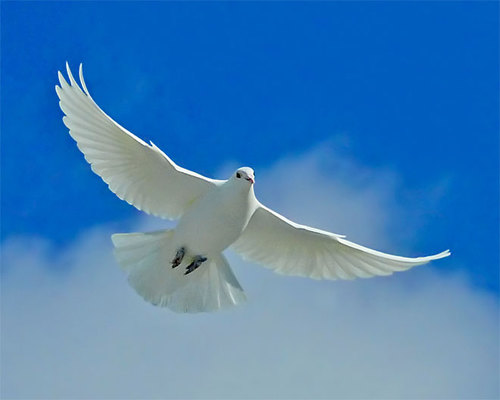 I am a Creator, Developer & Ambassador. JUST SHARING THE GOOD NEWS OF THE TRUE KINGDOM*******