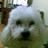 PujolIbars's profile image